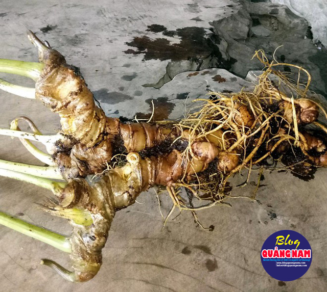Củ sâm Ngọc Linh sau khi gỡ bỏ hết lớp đất, nặng 8 lạng.